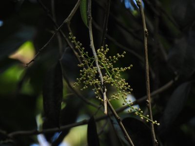 Fibraurea tinctoria, photographed by Samuel Lee