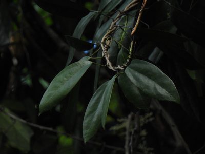 Fibraurea tinctoria, photographed by Samuel Lee