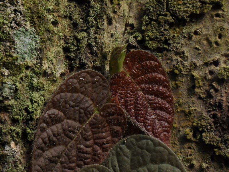 Ficus villosa, photographed by Samuel Lee