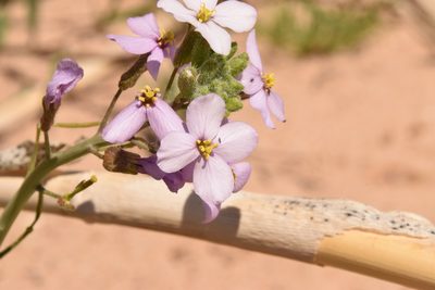 Diplotaxis acris, photographed by Mitch Van Dyke