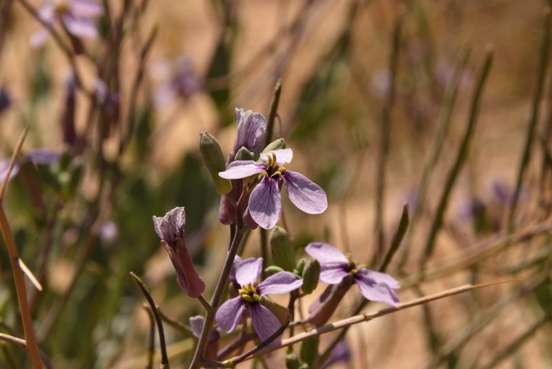 Moricandia nitens, photographed by Mitch Van Dyke