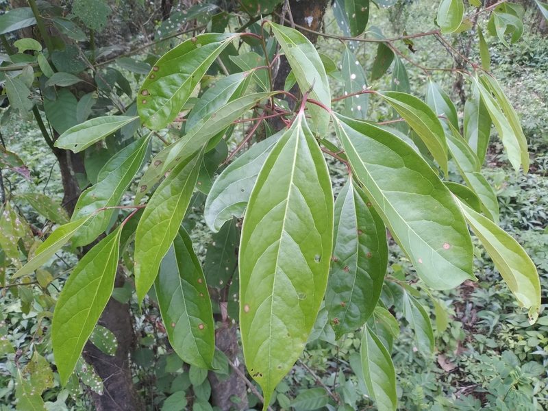 Aiouea montana, photographed by Alfredo F. Fuentes Claros