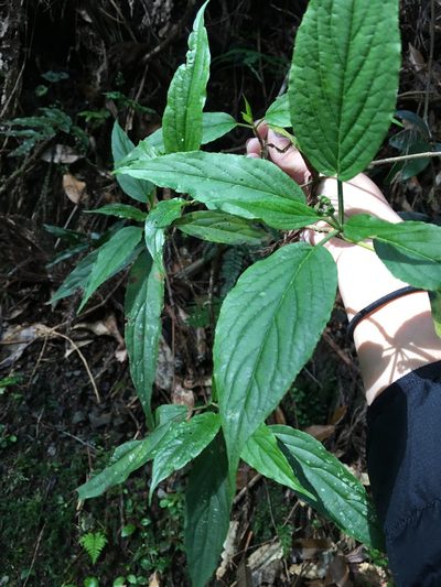 Viburnum urceolatum, photographed by 何小花