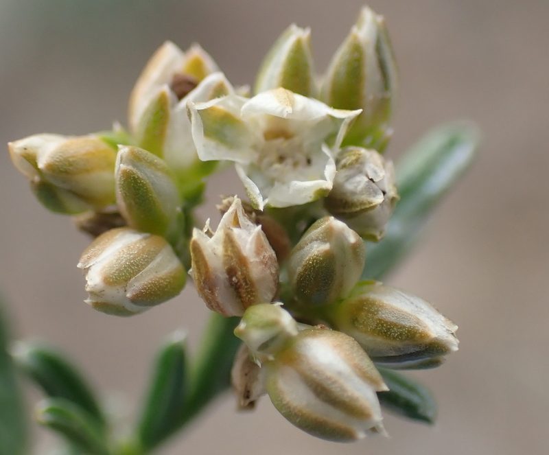 Limeum aethiopicum, photographed by Nicola van Berkel