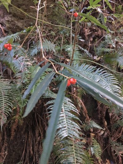 Damnacanthus angustifolius, photographed by 何小花