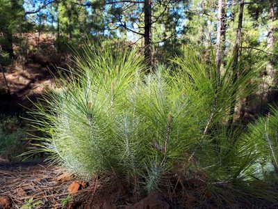Pinus canariensis, photographed by Ina Siebert