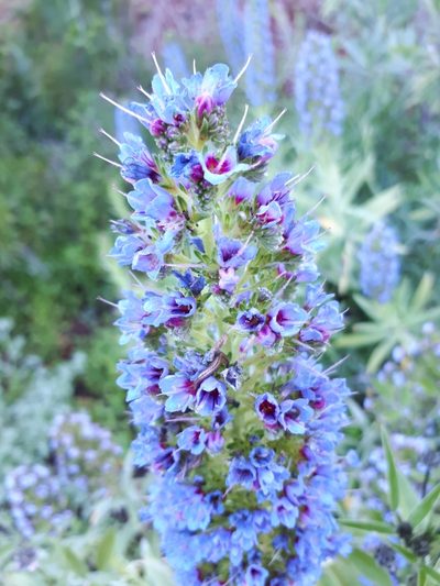Echium webbii, photographed by Ina Siebert