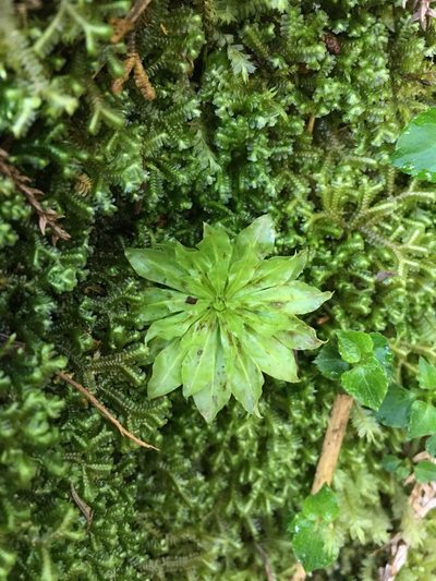 Rhodobryum giganteum, photographed by 何小花
