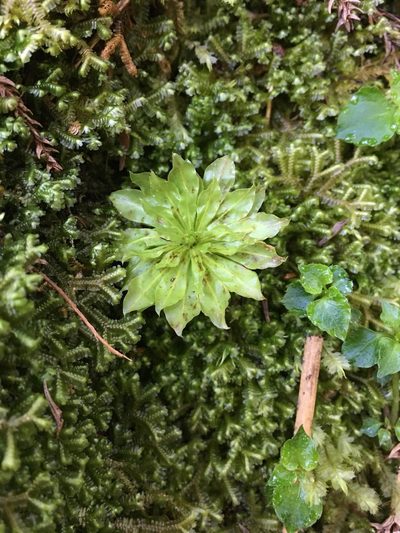 Rhodobryum giganteum, photographed by 何小花