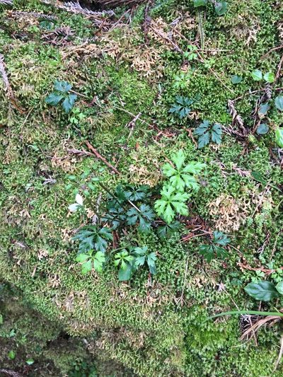 Coptis quinquefolia, photographed by 何小花