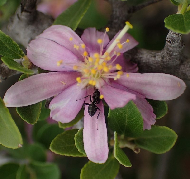 Grewia robusta, photographed by Nicola van Berkel