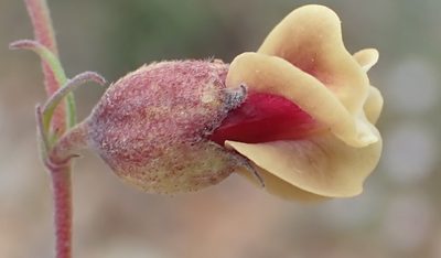 Hermannia gracilis, photographed by Nicola van Berkel