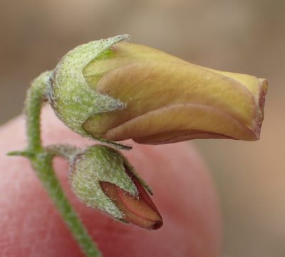 Hermannia pulverata, photographed by Nicola van Berkel