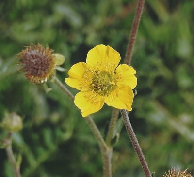 Geum magellanicum, photographed by Hugo Hulsberg