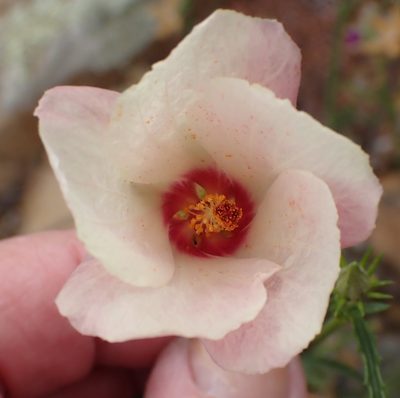 Hibiscus pusillus, photographed by Nicola van Berkel