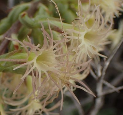 Holothrix schlechteriana, photographed by Nicola van Berkel