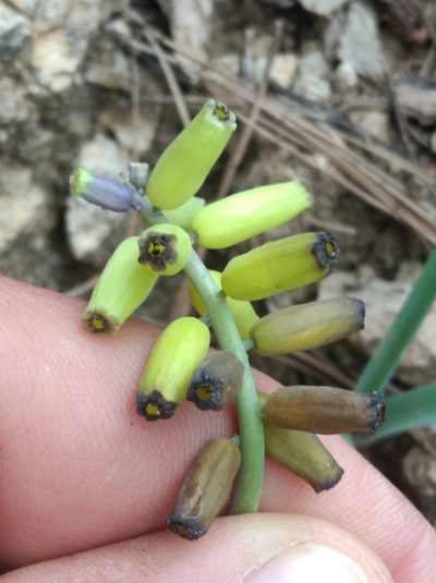 Muscari macrocarpum, photographed by Ben Costamagna