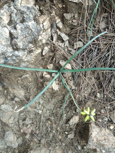 Muscari macrocarpum, photographed by Ben Costamagna