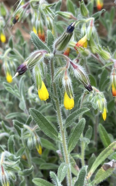 Onosma frutescens, photographed by Bob Walker
