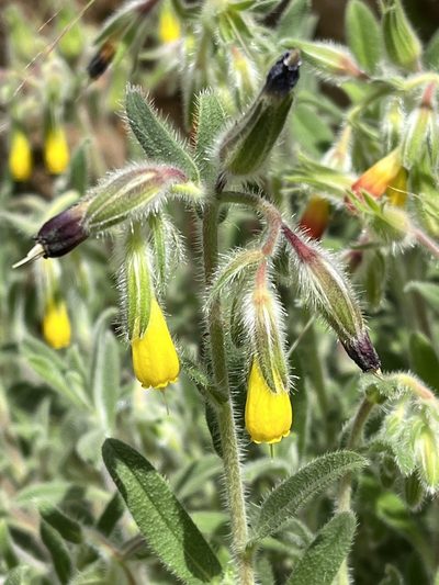 Onosma frutescens, photographed by Bob Walker