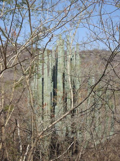 Pachycereus weberi, photographed by Sandino Guerrero