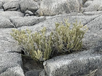 Mortonia utahensis, photographed by CK2AZ