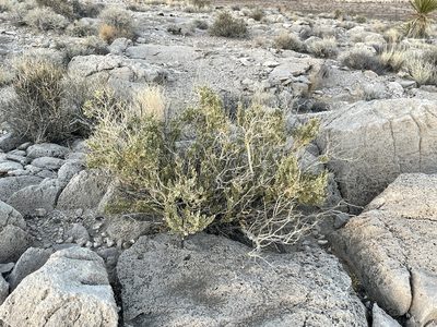 Mortonia utahensis, photographed by CK2AZ