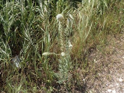 Reseda alba, photographed by John Lyden