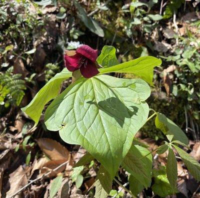 Trillium sulcatum, photographed by Roseanna Denton