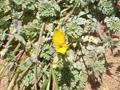 Hypecoum procumbens, photographed by John Lyden