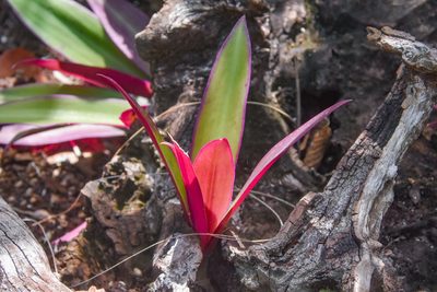 Tradescantia spathacea, photographed by Jay Pruett