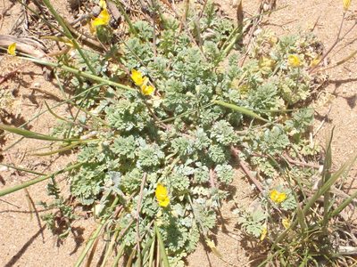Hypecoum procumbens, photographed by John Lyden