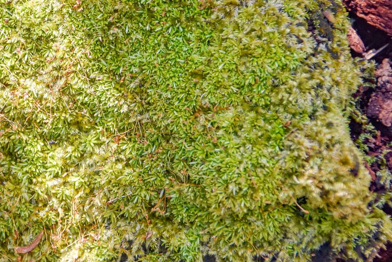 Octoblepharum albidum, photographed by Jay Pruett