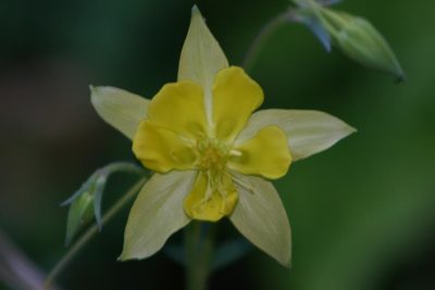 Aquilegia longissima, photographed by Chris (CP) and Pamela (PP) Pipes