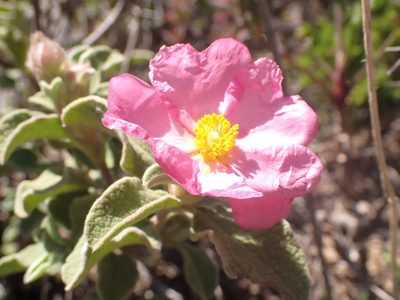 Cistus parviflorus, photographed by John Lyden