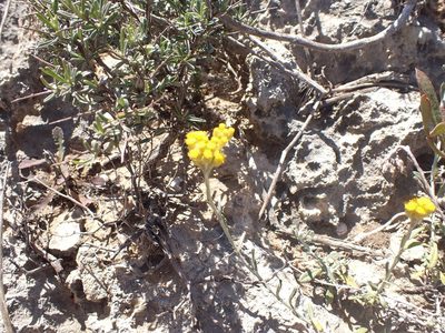 Helichrysum stoechas, photographed by John Lyden