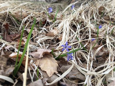 Scilla bifolia, photographed by Mirko Ubović