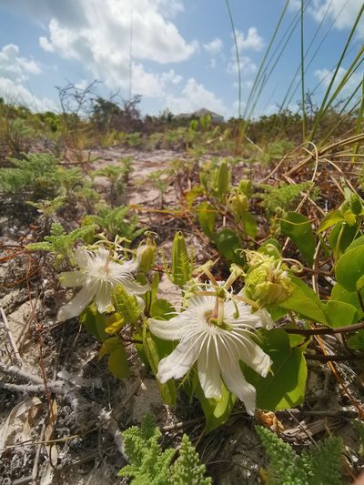 Passiflora pectinata, photographed by Alexis Tinker-Tsavalas