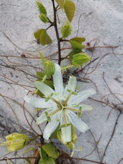 Passiflora pectinata, photographed by Alexis Tinker-Tsavalas