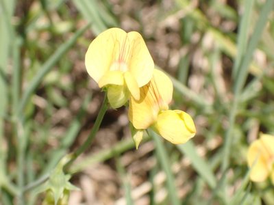 Lathyrus annuus, photographed by John Lyden