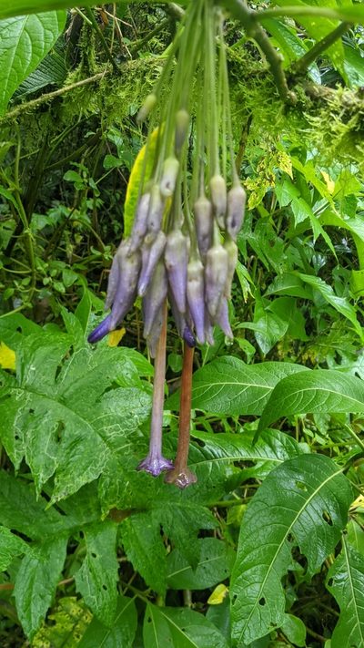 Iochroma calycinum, photographed by Ben Keen