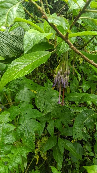 Iochroma calycinum, photographed by Ben Keen
