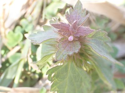 Lamium hybridum, photographed by John Lyden
