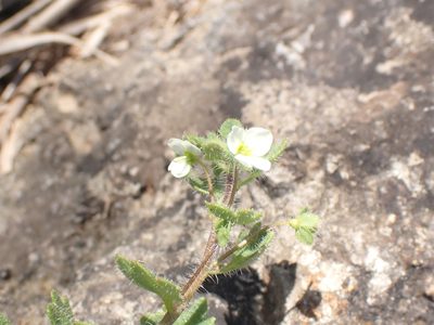 Veronica cymbalaria, photographed by John Lyden