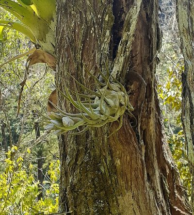 Tillandsia seleriana, photographed by Sobeida Morales