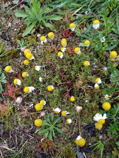 Chamaemelum fuscatum, photographed by Will Cornwell