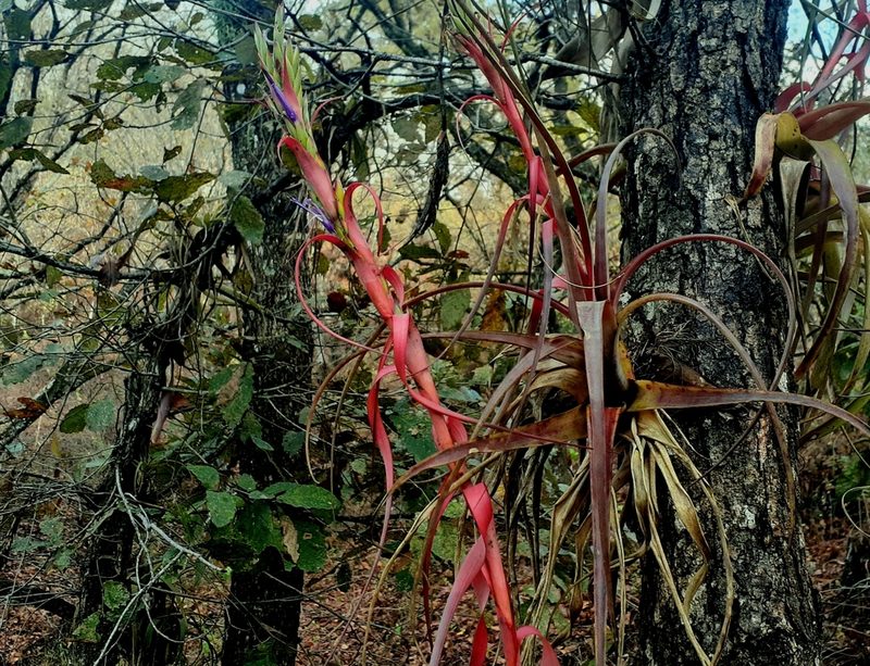 Tillandsia belloensis, photographed by Sobeida Morales