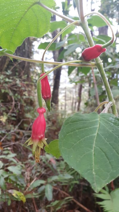 Fuchsia splendens, photographed by Sobeida Morales