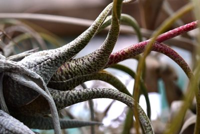 Tillandsia butzii, photographed by Neptalí Ramírez Marcial