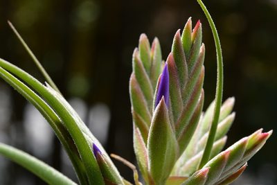 Tillandsia seleriana, photographed by Neptalí Ramírez Marcial